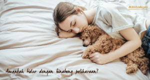 Amankah Tidur Dengan Binatang Peliharaan